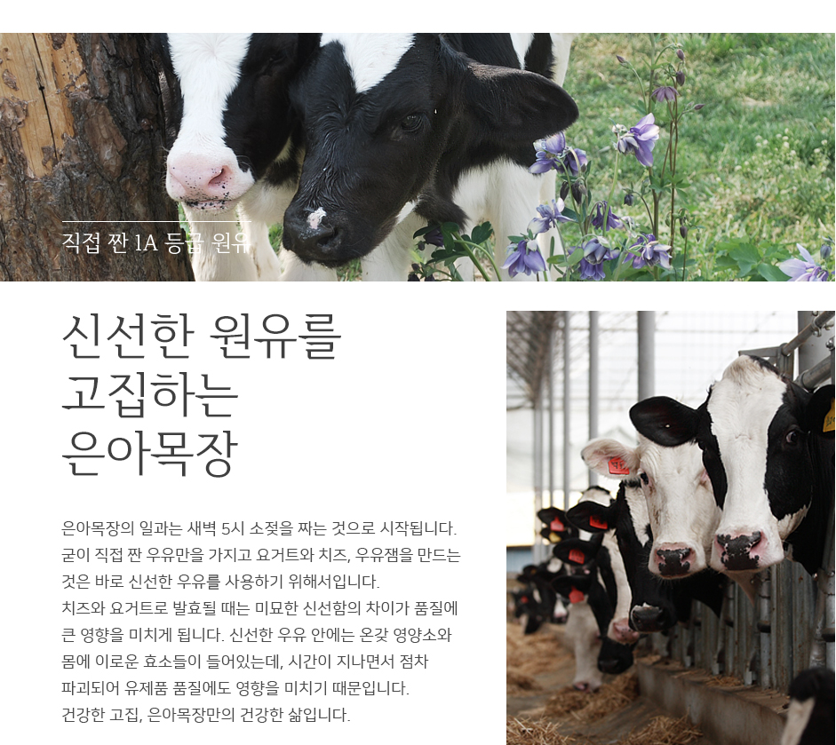 은아목장의 일과는 새벽 5시 소젖을 짜는 것으로 시작됩니다. 굳이 직접 짠 우유만을 가지고 요거트와 치즈, 우유쨈을 만드는것은 바로 신선한 우유를 사용하기 위해서 입니다. 치즈와 요거트로 발효될 때는 미묘한 신선함의 차이가 품질에 큰 영향을 미치게 됩니다. 신선한 우유 안에는 온갖 영양소와 몸에 이로운 효소들이 들어있는데, 시간이 지나면서 점차 파괴되어 유제품 품질에도 영향을 미치기 대문입니다. 건강한 고집, 은아목장만의 건강한 삶입니다 